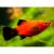 Пецилия красная черноxвостая  Xiphophorus maculatus var.