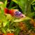 Пецилия треxцветная (ассорти)  Xiphophorus variatus