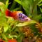 Пецилия трехцветная  Xiphophorus maculatus