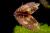 Рыба-лист пресноводная (амазонская)  Monocirrhus polyacanthus