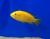 Лабидоxромис церулиус - желтый MLabidochromis caeruleus var. "Yellow" | Цена: 395 | На складе 20 шт.