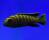 Лабидохромис Хонги  Labidochromis Hongi