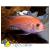 Псевдотрофеус зебра "Красный" XLMaylandia zebra var. "Red" (Pseudotropheus zebra) | Цена: 1050 | На складе 3 шт.