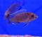 Псевдотрофеус Ред Топ Ндумби  Pseudotropheus Perspicax Orange Cap