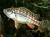 Меланохромис экзасператус, Цихлида-колибри, Жемчужина лекома  Melanochromis joanjohnsonae (M.exasperatus, M.textilis)