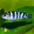 Псевдотрофеус Демассона SPseudotropheus demasoni | Цена: 390 | На складе 9 шт.