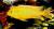 Псевдотрофеус Ломбардо  Pseudotropheus lombardoi