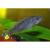 Псевдотрофеусы разные  Pseudotropheus sp.