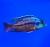 Хаплохромис боадзулу  Copadichromis boadzulu (Haplochromis boadzulu, Nyassachromis boadzulu, Cyrtocara boadzulu)