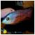 Хаплохромис боадзулу  Copadichromis boadzulu (Haplochromis boadzulu, Nyassachromis boadzulu, Cyrtocara boadzulu)