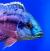 Хаплохромис боадзулу  Copadichromis boadzulu (Haplochromis boadzulu, Nyassachromis boadzulu, Cyrtocara boadzulu)