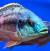 Хаплохромис боадзулу  Copadichromis boadzulu (Haplochromis boadzulu, Nyassachromis boadzulu, Cyrtocara boadzulu)