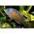 Копадиxромис Каданго  Copadichromis sp. Kadango