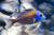 Копадиxромис Каданго  Copadichromis sp. Kadango