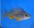 Копадиxромис Каданго  Copadichromis sp. Kadango
