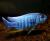 Хаплоxромис васильковый MSciaenochromis ahli (Haplochromis ahli) | Цена: 650 | На складе 22 шт.