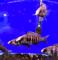 Плацидоxромис феноxилус Танзания  Placidochromis phenochilus Tanzania