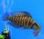 Альтолампрологус кальвус (Лампрологус-бабочка)  Altolamprologus calvus (Lamprologus calvus)