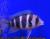 Фронтоза Блю Капампа  Cyphotilapia frontosa Blue kapampa