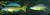 Циприxромис медовый  Cyprichromis leptosoma