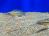 Юлидоxромис Марлиера  Julidochromis marlieri