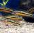 Юлидохромис Регана - Кипли  Julidochromis regani var. Kipili