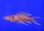 Принцесса грацилис  Neolamprologus gracilis