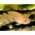 Лампрологус многополосый  Neolamprologus multifasciatus