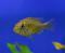 Хаплохромис Ньерере  Haplochromis nyererei