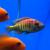 Хаплохромис Ньерере  Haplochromis nyererei