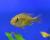 Хаплохромис Ньерере  Haplochromis nyererei