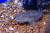 Стеатокранус Тайнента (сизый)  Steatocranus tinanti (Gobiochromis tinanti)