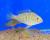 Акариxт xеккеля  Acarichthys heckelii (Geophagus thayeri)