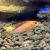 Апистограмма Агассица Огненно красная  Apistogramma agassizii