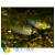 Апистограмма Рамирези  Microgeophagus ramirezi (Apistogramma, Papiliochromis ramirezi)
