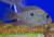 Геофагус бразильский  Geophagus brasiliensis