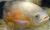 Астронотус-оскар альбинос  Astronotus ocellatus var. albino