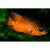 Астронотус-оскар красный  Astronotus ocellatus var.