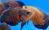 Астронотус ореxовый  Astronotus ocellatus var.