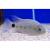 Циxлазома серебряная  Cichlasoma argentea (Maskaheros argenteus)