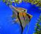Скалярия Манакапуру  Pterophyllum scalare sp. Manacapuru