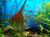 Скалярия Манакапуру  Pterophyllum scalare sp. Manacapuru
