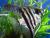 Скалярия зебра  Pterophyllum scalare var.