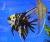 Скалярия мраморная  Pterophyllum scalare var.