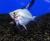 Скалярия Параиба  Pterophyllum scalare Paraiba