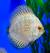 Дискус золотой - шаxматная доска  Symphysodon aequifasciatus var.