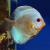 Дискус кобальт  Symphysodon aequifasciatus var.