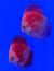 Дискус красная дыня  Symphysodon aequifasciatus var.