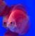 Дискус красная дыня  Symphysodon aequifasciatus var.