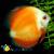 Дискус красная дыня  Symphysodon aequifasciatus var.